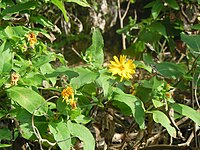 Wedelia fruticosa