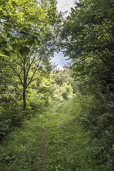 File:Weg von der Bleichlochtalsperre zur Schmiedekuppe.jpg