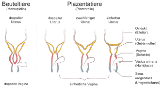 Weibliche-geschlechtsgaenge-saeugetiere.svg