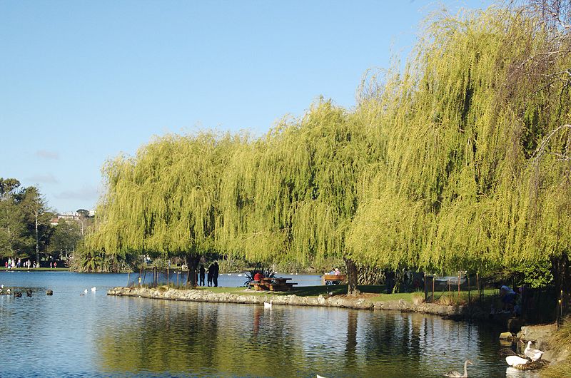 File:Western Springs willow.jpg