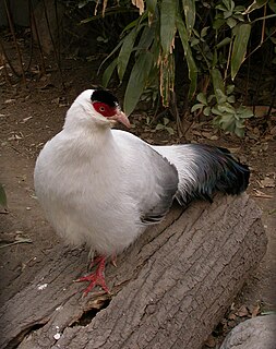 White eared pheasant Species of bird