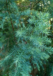 <i>Widdringtonia schwarzii</i> Species of conifer endemic to South Africa
