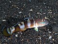 Widebarred goby (Valenciennea wardii) (38847419670).jpg