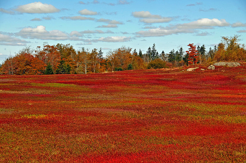 File:Wild blueberry fields in the fall near Parrsboro (1).jpg