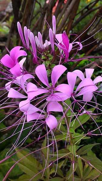 File:Wild flower, Darjeeling.jpg