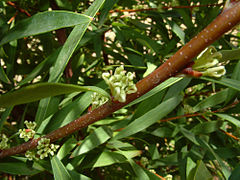 Scope: Hakea salicifolia