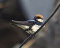Wire-tailed Swallow (Hirundo smithii smithii).jpg