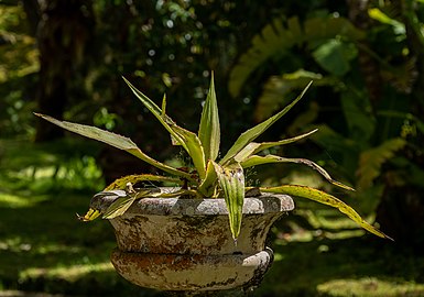 Withered potted Aloe vera, Parque Terra Nostra, Furnas, São Miguel Island, Azores, Portugal