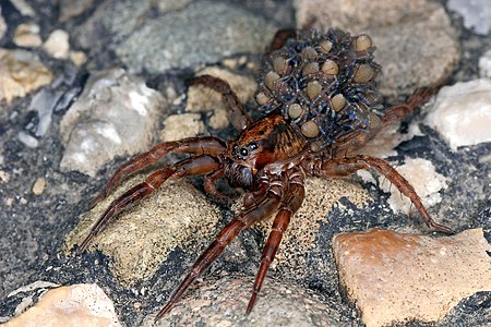 Wolf spider