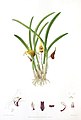 Masdevallia civilis plate in: Florence H. Woolward: The Genus Masdevallia, (1896)