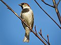 Polski: Wróbel zwyczajny, wróbel domowy, wróbel, jagodnik (Passer domesticus)