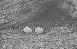 Huevos de Xenicus longipes longipes.jpg