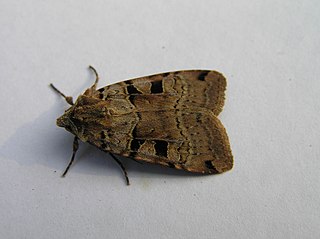 Double square-spot Species of moth