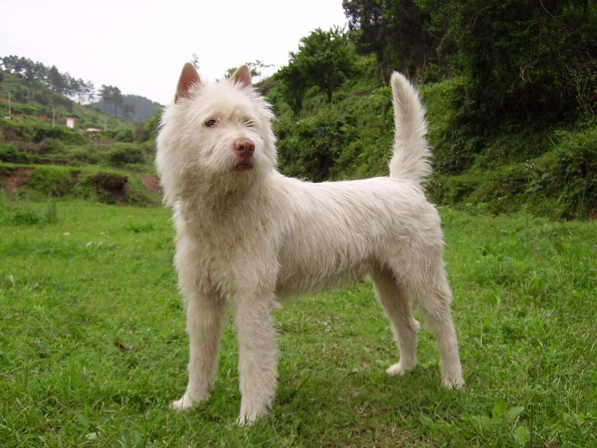 are there any chinese dog breeds