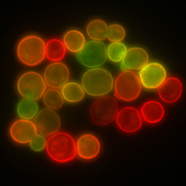 Hefezellen, bei denen zwei verschiedene Membranproteine mit GFP oder RFP (Rotes fluoreszierendes Protein) fusioniert sind. Einzelne Zellen haben unterschiedliche Mengen der beiden Proteine und dadurch unterschiedliche Schattierungen.