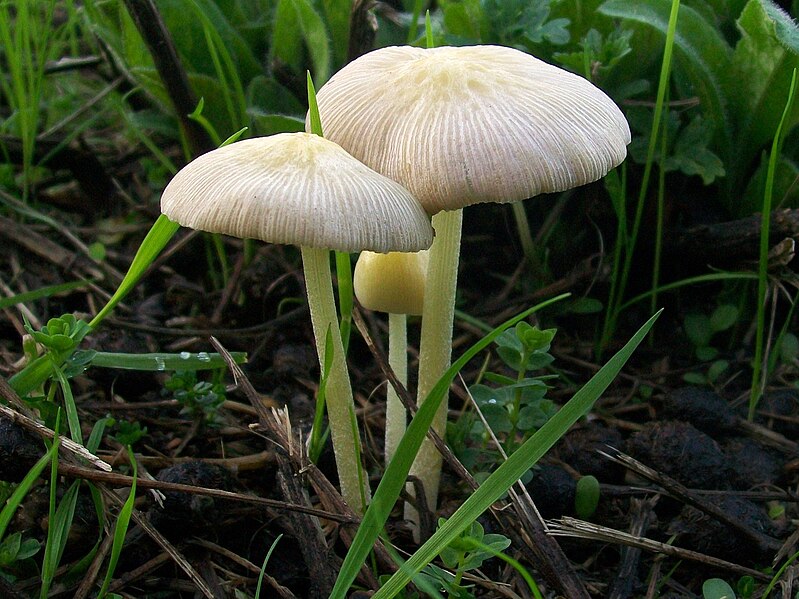 File:Yellow Fieldcap (Bolbitius titubans).jpg