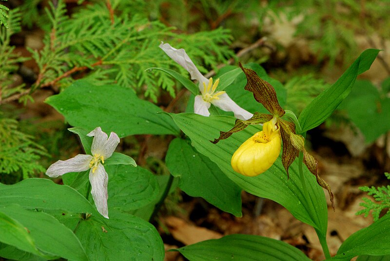 File:Yellow Lady's Slipper (Cypripedium parviflorum) & Large-flowered Trillium (Trillium grandiflorum).jpg