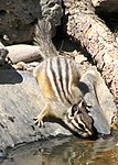 Yellow pine chipmunk 2 ODFW Oregon.JPG