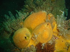 Yellow sponges