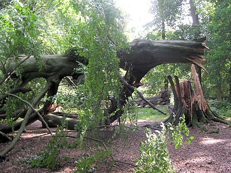 ไฟล์:Yesterday a tall and proud tree - Today a shattered wreck - geograph.org.uk - 1480158.jpg