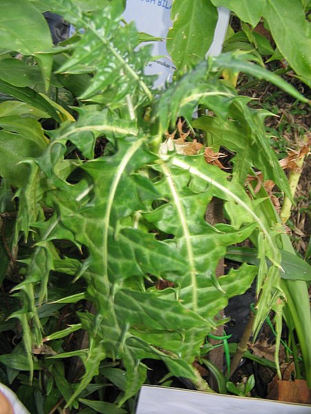 Kangkung gunung