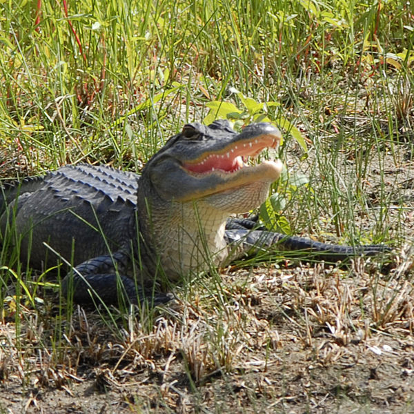 File:Young Gator at Lake Woodruff - Flickr - Andrea Westmoreland (1).jpg