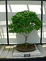 Zelkova serrata bonsai