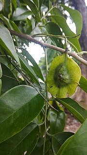 <i>Pterocarpus</i> Genus of legumes