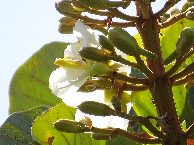 File:"chapéu-de-couro" - Salvertia convallariodora A.St.-Hil. - Vochysiaceae 08.jpg