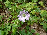 Geranium versicolor