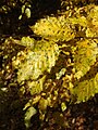 Източен габър - листа (есен).jpg