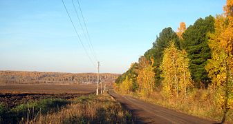 Кедровник вдоль дороги на Лучаново