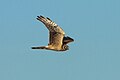 field harrier, on the Jarylhach island