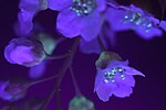 Миниатюра для Файл:Цветы черёмухи в ультрафиолетовом свете.jpg