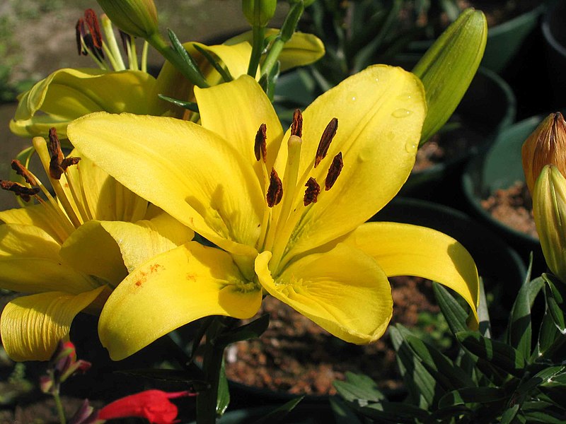 File:亞洲百合 Lilium Asiatic hybrid -香港嘉道理農場 Kadoorie Farm, Hong Kong- (9216099146).jpg