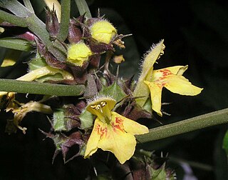 <i>Paraphlomis</i> Genus of flowering plants