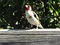 -2019-07-23 Goldfinch (Carduelis carduelis), Trimingham (6).JPG