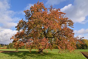 47. Platz: Heinz-Vale mit Naturdenkmal Speierling im Schanzenfeld Kronberg