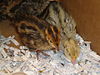 1 week old Japanese quail chicks 14.JPG