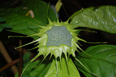 Dorstenia_turnerifolia