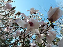 20110418 UBCBG MagnoliaSargentiana Cutler P1100276.jpg
