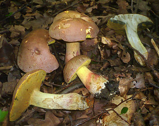 <i>Butyriboletus fechtneri</i> Species of fungus