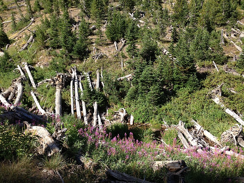 File:2013-08-09 10 01 36 Avalanche scar along the upper Jarbidge River in Nevada.jpg