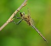 List Of Odonata Species Of Slovenia