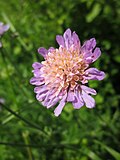 Miniatura para Scabiosa columbaria