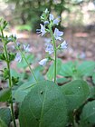 20130617Veronica officinalis6.jpg