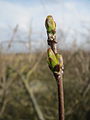 Reilingen, Februar 2014