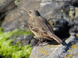 <span class="mw-page-title-main">European rock pipit</span> Small passerine bird that breeds in western Europe