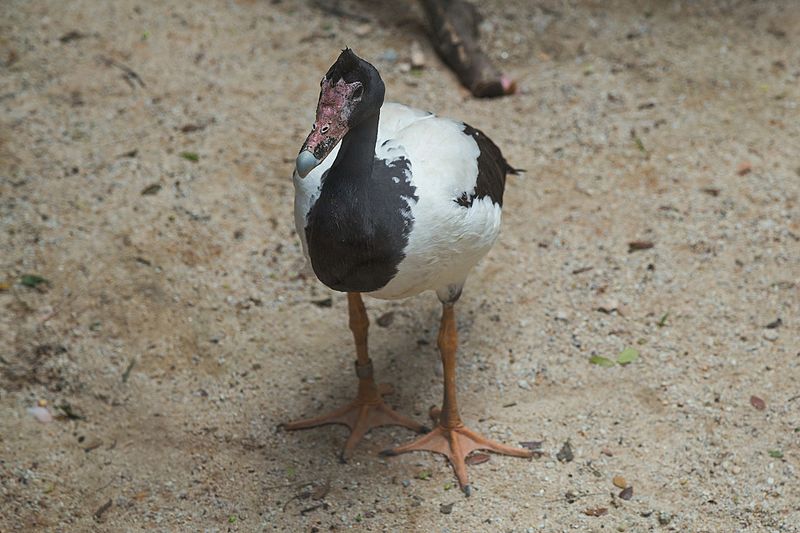 File:2016 Singapur, Jurong Bird Park (196).jpg