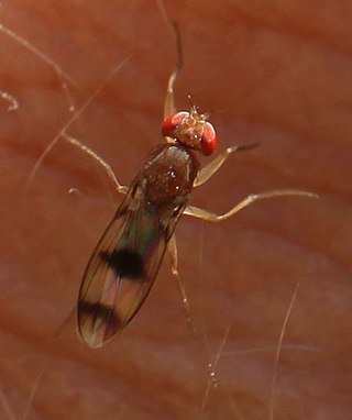 <i>Chymomyza amoena</i> Species of fly